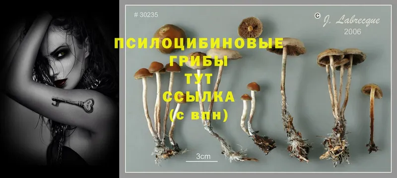 Псилоцибиновые грибы Psilocybe  mega ССЫЛКА  Конаково 