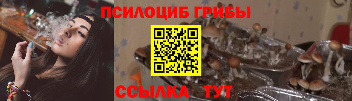 Псилоцибиновые грибы Psilocybe  Вход с VPN  Псилоцибиновые грибы мухоморы  Конаково 